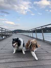 🐕🐾 hiking with your furkids