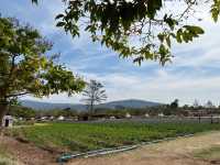 รับบทเด็กเลี้ยงแกะ  : The Verona Farm