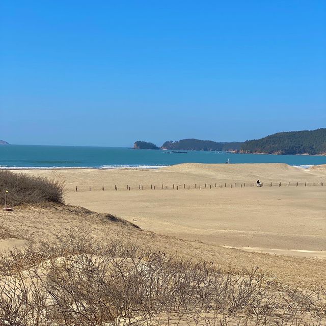 한국에도 사막이 있다? 태안신두리해안사구🗿