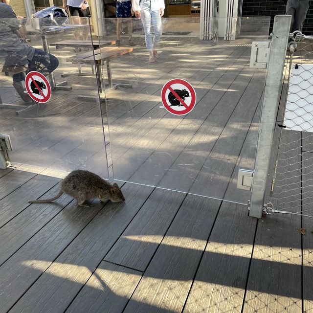 Meet the tiny little Quokkas here!