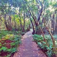 🌲 제주의 자연과 함께하는 숲캉스, 제주곶자왈도립공원