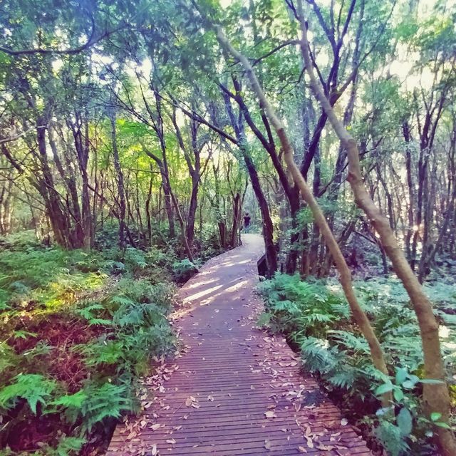 🌲 제주의 자연과 함께하는 숲캉스, 제주곶자왈도립공원