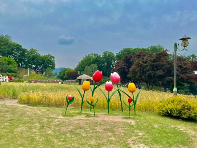 금계국 꽃구경하러간 용인농촌테마파크 