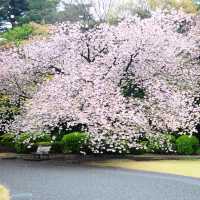LATE SPRING @SHINJUKU GYOEN NATIONAL GARDEN