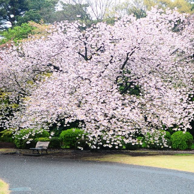 LATE SPRING @SHINJUKU GYOEN NATIONAL GARDEN