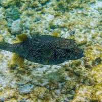 The Amazing Marine Life In Maldives 