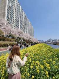 부산 최대 규모의 벚꽃 명소, 온천천🌸