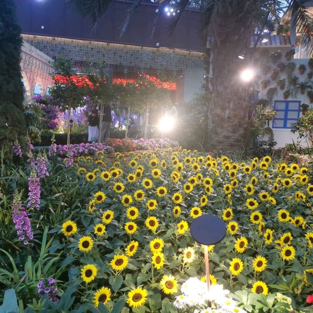 A Spanish Serenade with Sunflowers