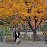 덕수궁에서 보는 가을 🍁