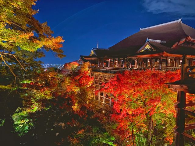 秋の京都。清水寺のライトアップ。『清水の舞台』