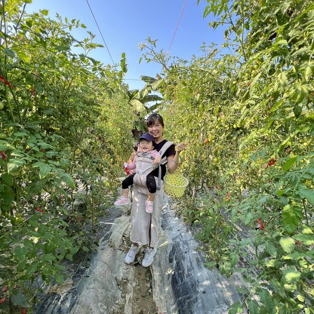 全港最高質素士多啤梨園