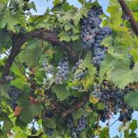 Grapes, flowers, olives and figs in Berat!