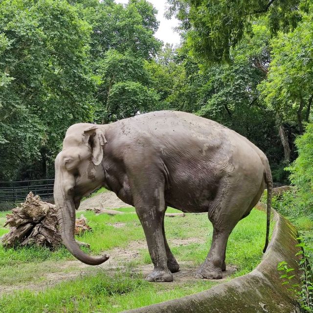 Shanghai zoo