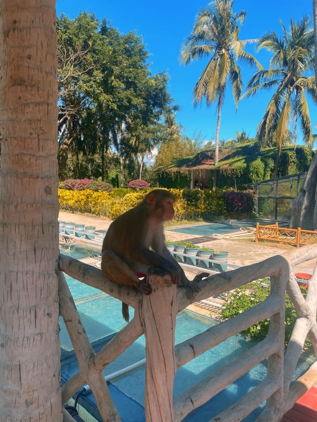 Nanwan Monkey Island🌴🙊🥥