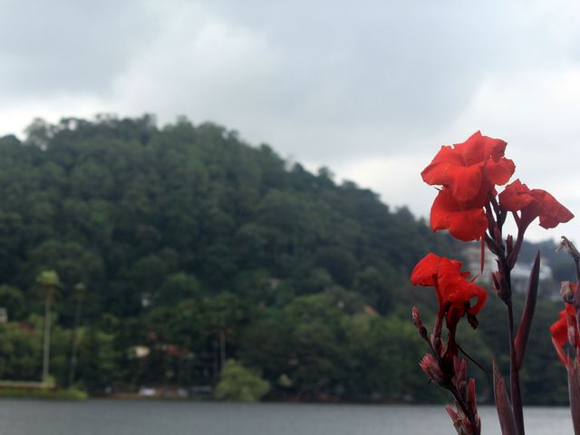 A Gem in Sri Lanka - Lake Kandyan 