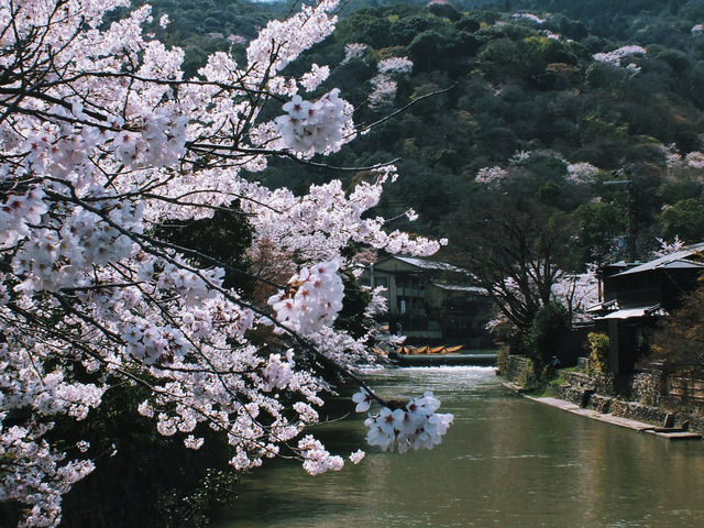 Kyoto, Japan ⚠️Travel during the cherry blossom season.