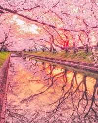 In 2023, continue the cherry blossom fate in Japan with the most comprehensive cherry blossom viewing guide!