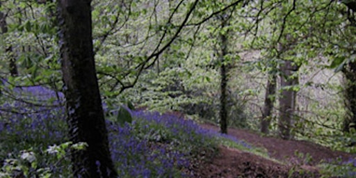 New Seasonal Somatics Series - Febuary 2025 | Belvoir Forest Park