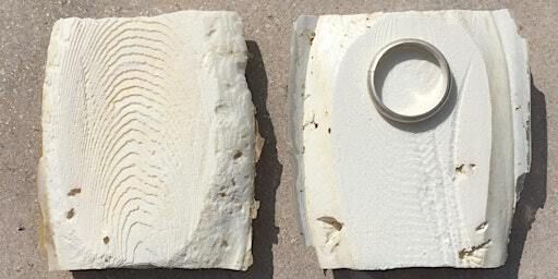 Cuttlefish Casting with Anna Watson | Phoenix Art Space