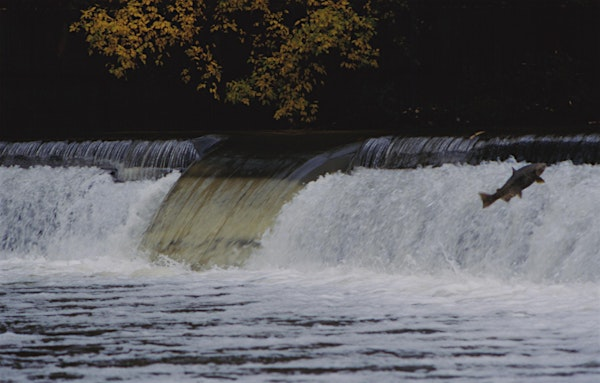 Salmon Adventures | 1996 Rathburn Rd E