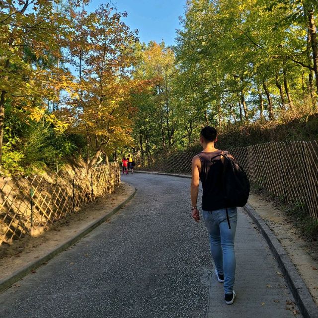 大棠楓樹林 睇紅葉 郊遊遊
