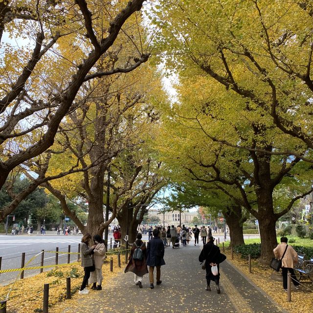 外苑の銀杏並木