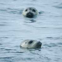 凍てつく海
