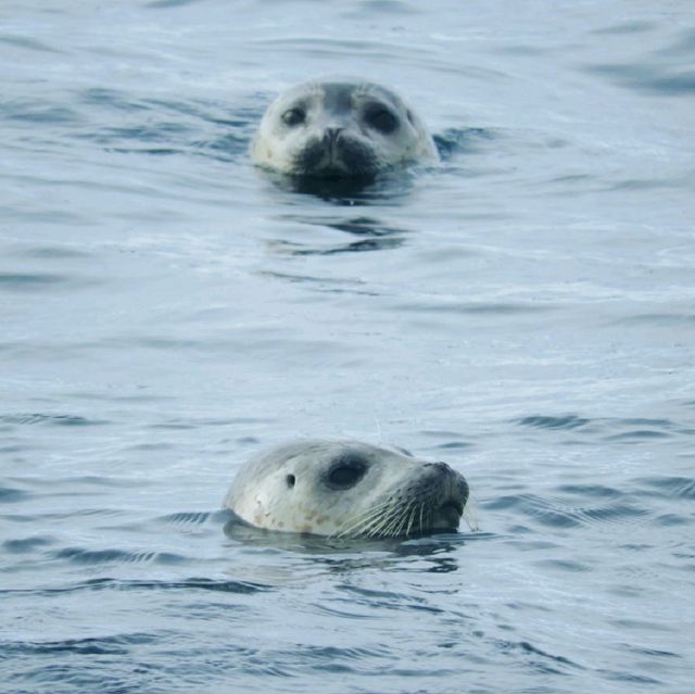 凍てつく海