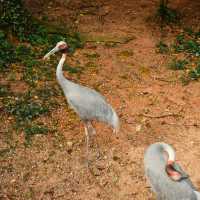 Meet with the birds at Jurong Bird Park