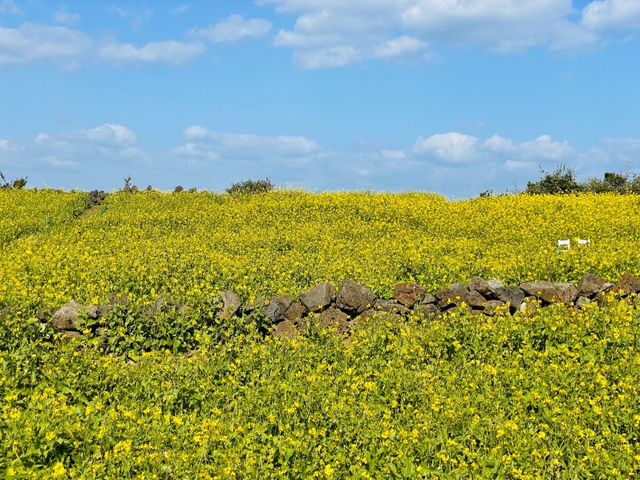 서귀포 성산, 사람이 적어 사진 찍기 좋은 유채꽃밭🌼