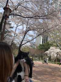 [대구] 우리집 막내와 함께 벚꽃산책 🌸🌸💗