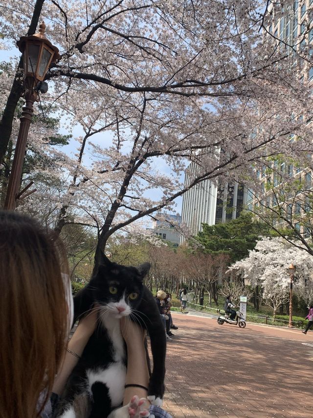 [대구] 우리집 막내와 함께 벚꽃산책 🌸🌸💗