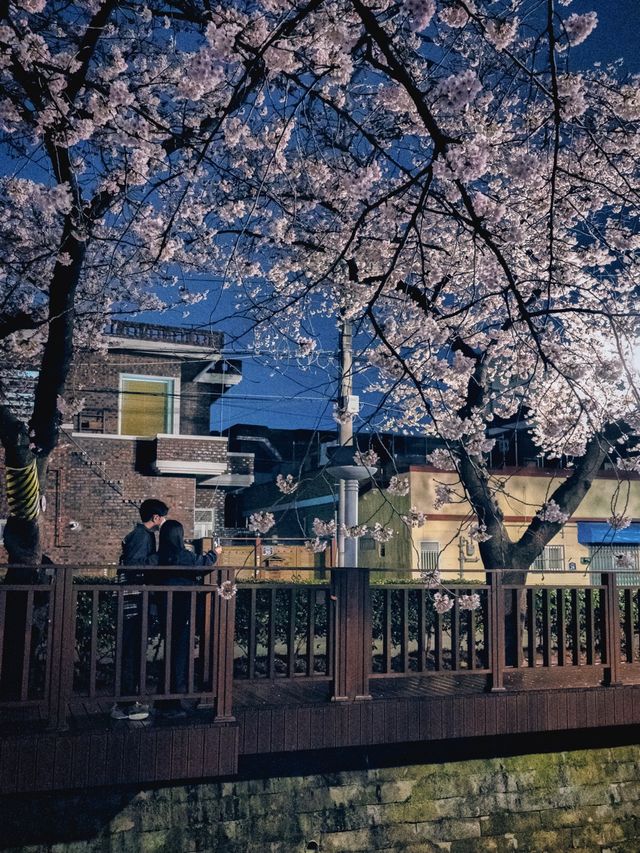 밤이 더 좋은 진해 벚꽃 구경!