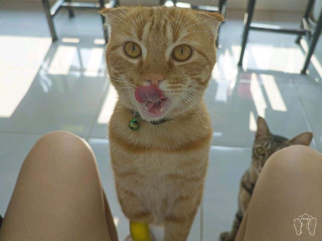Maew Pee Cafe, แมวผีคาเฟ่ @แม่โจ้ เชียงใหม่ 🐱🐱