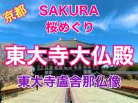 奈良　SAKURA 桜めぐり❗️東大寺大仏殿と桜のコラボに感動！