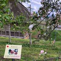 青森縣蘋果之郷弘前市的蘋果花🌼🌺🍎