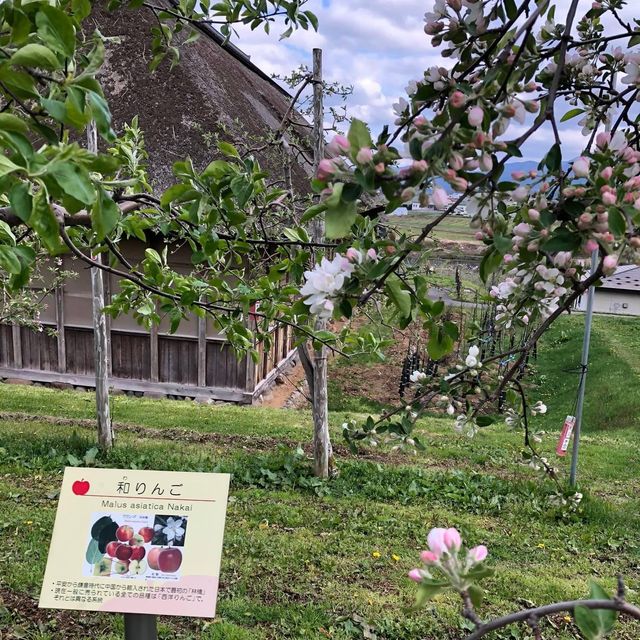 青森縣蘋果之郷弘前市的蘋果花🌼🌺🍎