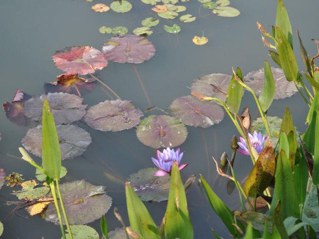 香港少有嘅生態公園～香港濕地公園