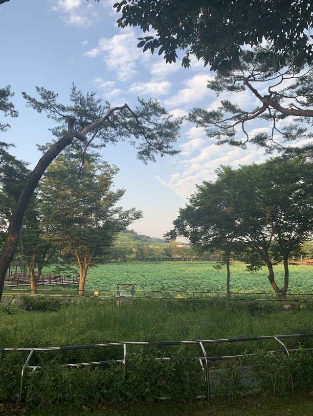 경남 진주 최고의 연못공원💚 강주연못 💚