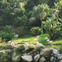 falling for this Seac Pai Van Panda Park