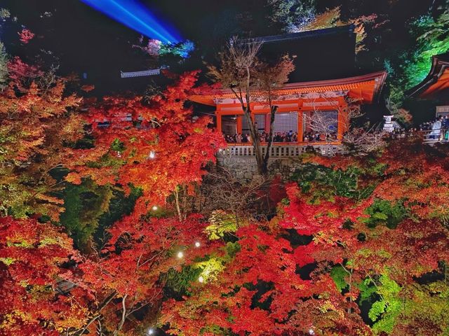 秋の京都。清水寺のライトアップ。『清水の舞台』
