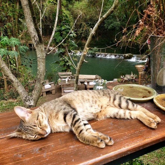 ธาราคาเฟ่เขาใหญ่