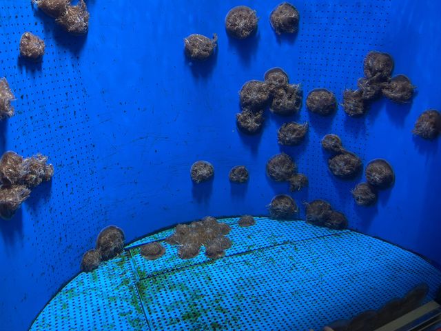 ペンギンの餌やり体験も🐧ふれあい体験がいっぱいの水族館🐟