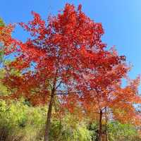 一年一度賞紅葉🍁 「大棠郊野公園」