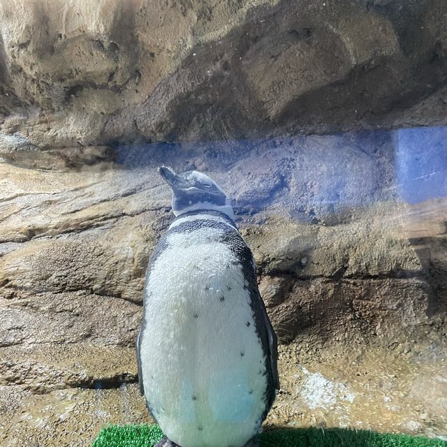 ✨桃園美翻了xpark 水族館✨