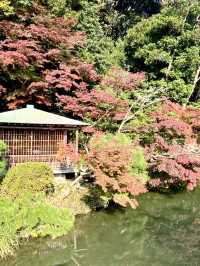 山口県🍁これからの時期が1番オススメ！紅葉スポット🍁【長府庭園】