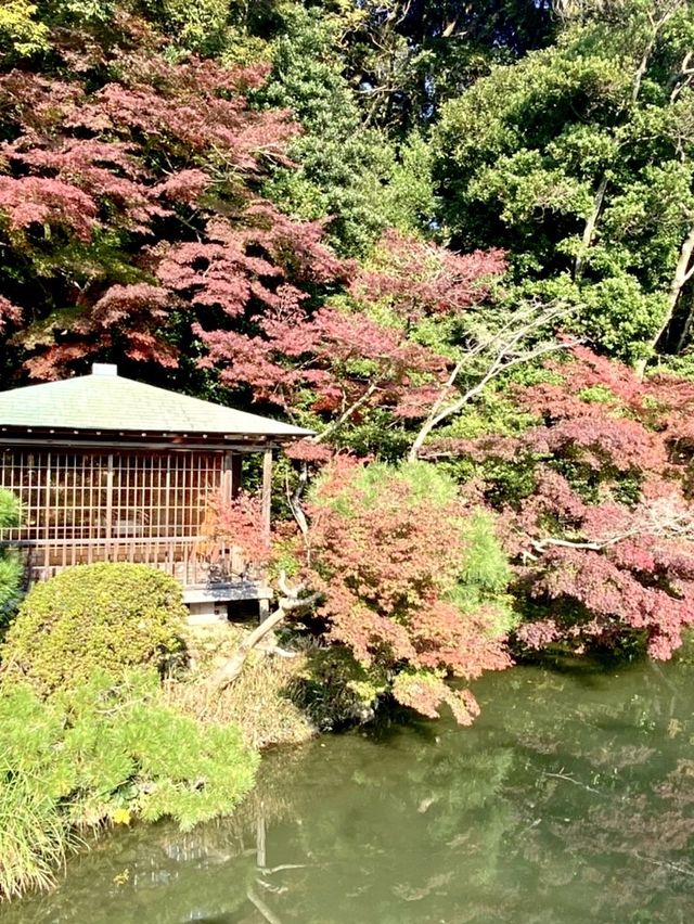 山口県🍁これからの時期が1番オススメ！紅葉スポット🍁【長府庭園】