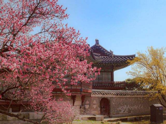 🌺서울에서 홍매화가 제일 예쁜 궁, 창덕궁🌺