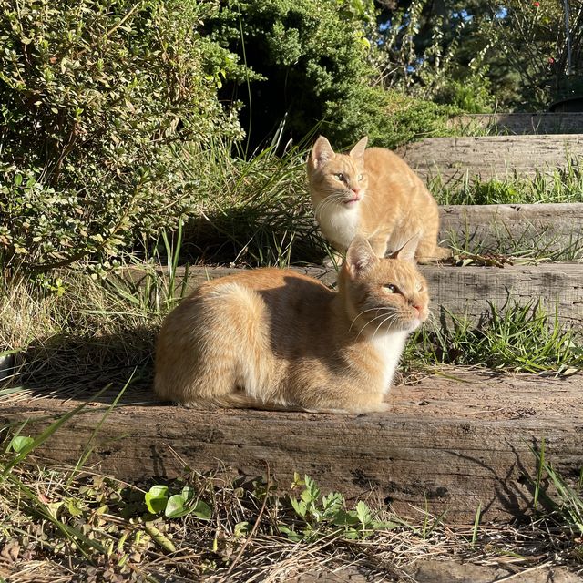 태안 여행 코스 추천_#합덕성당  #도요새 #몽대로해변