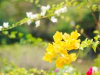 青衣賞花好去處